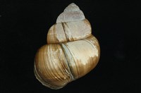 藏品(圓田螺)的圖片